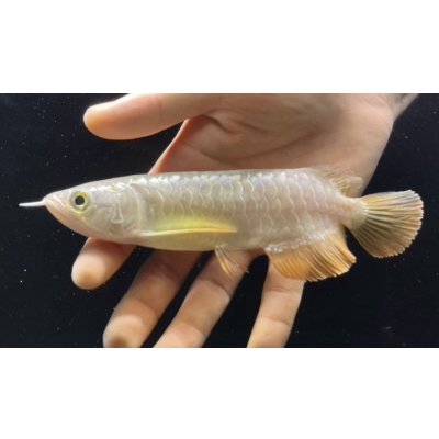 画像2: 紅尾金龍　FOREVER Arowana Aquaculture(6）