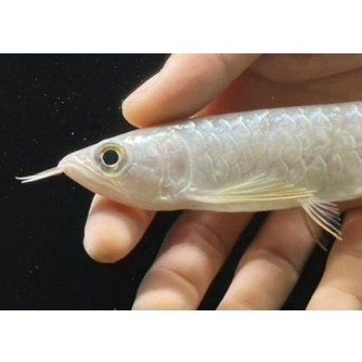 画像4: 紅尾金龍　FOREVER Arowana Aquaculture(5）