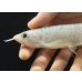 画像4: 紅尾金龍　FOREVER Arowana Aquaculture(5） (4)