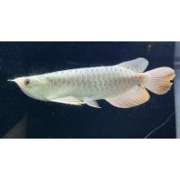 過背金龍レディアンスゴールド　FOREVER ArowanaAquaculture(8)