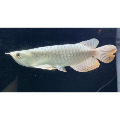 画像1: 過背金龍レディアンスゴールド　FOREVER ArowanaAquaculture(8)