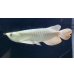画像1: 過背金龍レディアンスゴールド　FOREVER ArowanaAquaculture(8) (1)