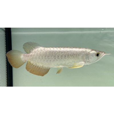 画像2: 過背金龍　FOREVER ArowanaAquaculture(10)