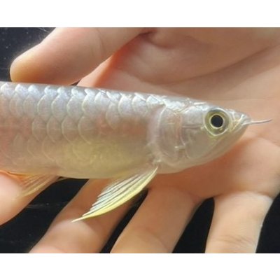 画像3: 紅尾金龍　FOREVER Arowana Aquaculture(3）