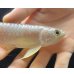 画像3: 紅尾金龍　FOREVER Arowana Aquaculture(3） (3)