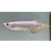 画像1: 過背金龍　FOREVER ArowanaAquaculture(8) (1)