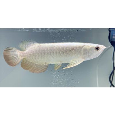 画像2: 過背金龍レディアンスゴールド　FOREVER ArowanaAquaculture(10)