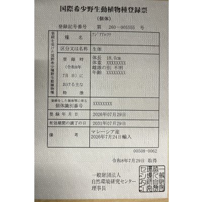 画像6: 過背金龍　FOREVER ArowanaAquaculture(8)