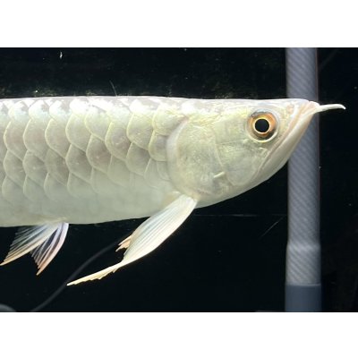 画像4: 過背金龍レディアンスゴールド　FOREVER ArowanaAquaculture(8)