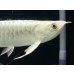 画像4: 過背金龍レディアンスゴールド　FOREVER ArowanaAquaculture(8) (4)