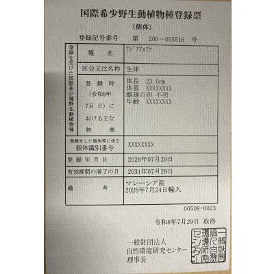 画像6: 過背金龍レディアンスゴールド　FOREVER ArowanaAquaculture(8)