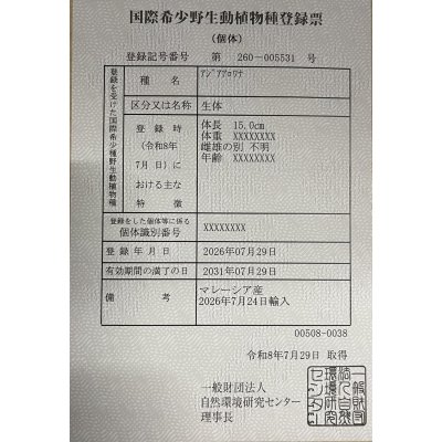 画像6: 紅尾金龍　FOREVER Arowana Aquaculture(5）
