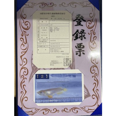 画像3: 過背金龍　ピンポイント国内繁殖個体(2)