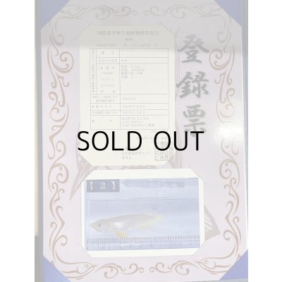 画像3: 過背金龍　ピンポイント国内繁殖個体(2)