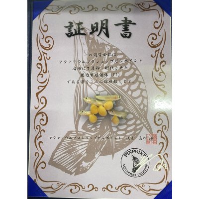 画像4: 過背金龍　ピンポイント国内繁殖個体(2)