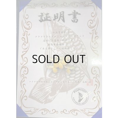 画像4: 過背金龍　ピンポイント国内繁殖個体(1)