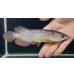 画像2: 紅尾金龍　FOREVER Arowana Aquaculture(1） (2)