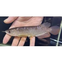 紅尾金龍　FOREVER Arowana Aquaculture(1）