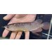 画像1: 紅尾金龍　FOREVER Arowana Aquaculture(1） (1)