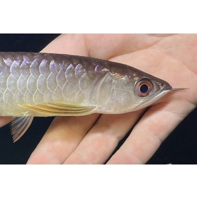 画像4: 紅尾金龍　FOREVER Arowana Aquaculture(1）