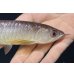 画像4: 紅尾金龍　FOREVER Arowana Aquaculture(1） (4)