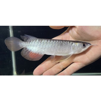 画像2: 紅尾金龍　FOREVER Arowana Aquaculture(2）