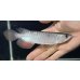 画像2: 紅尾金龍　FOREVER Arowana Aquaculture(2） (2)