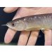 画像3: 紅尾金龍　FOREVER Arowana Aquaculture(1） (3)