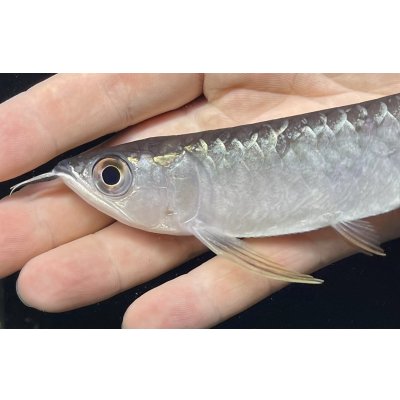 画像3: 紅尾金龍　FOREVER Arowana Aquaculture(2）