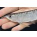 画像3: 紅尾金龍　FOREVER Arowana Aquaculture(2） (3)