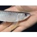 画像4: 紅尾金龍　FOREVER Arowana Aquaculture(2） (4)