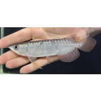 紅尾金龍　FOREVER Arowana Aquaculture(2）