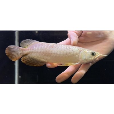 画像2: 紅尾金龍　FOREVER Arowana Aquaculture(8）