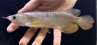 紅尾金龍　FOREVER Arowana Aquaculture(16）