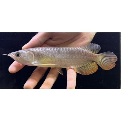 画像1: 紅尾金龍　FOREVER Arowana Aquaculture(16）