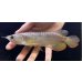画像1: 紅尾金龍　FOREVER Arowana Aquaculture(16） (1)