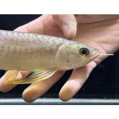 画像4: 紅尾金龍　FOREVER Arowana Aquaculture(2）
