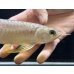 画像4: 紅尾金龍　FOREVER Arowana Aquaculture(2） (4)