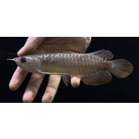 紅尾金龍　FOREVER Arowana Aquaculture(10）
