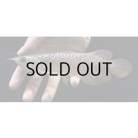 紅尾金龍　FOREVER Arowana Aquaculture(10）