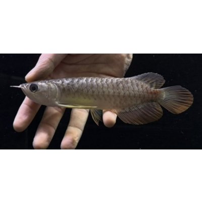画像1: 紅尾金龍　FOREVER Arowana Aquaculture(10）