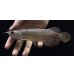 画像1: 紅尾金龍　FOREVER Arowana Aquaculture(10） (1)