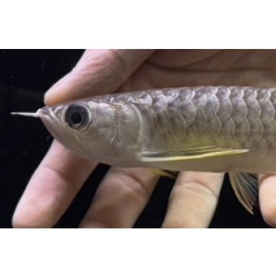 画像3: 紅尾金龍　FOREVER Arowana Aquaculture(10）