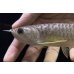 画像3: 紅尾金龍　FOREVER Arowana Aquaculture(10） (3)