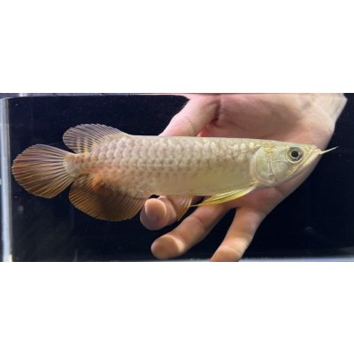 画像2: 紅尾金龍　FOREVER Arowana Aquaculture(12）