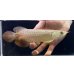 画像2: 紅尾金龍　FOREVER Arowana Aquaculture(12） (2)