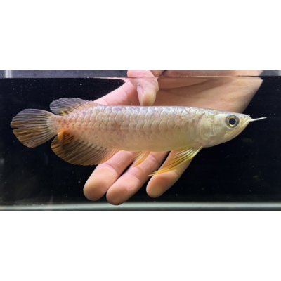 画像2: 紅尾金龍　FOREVER Arowana Aquaculture(5）