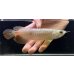 画像2: 紅尾金龍　FOREVER Arowana Aquaculture(5） (2)