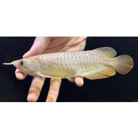 紅尾金龍　FOREVER Arowana Aquaculture(8）