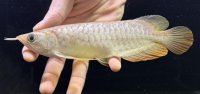 紅尾金龍　FOREVER Arowana Aquaculture(8）
